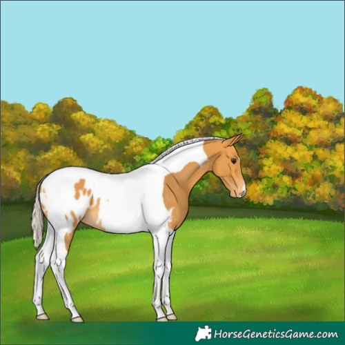 Horse Color:Silver Buckskin Tobiano Blanket 
