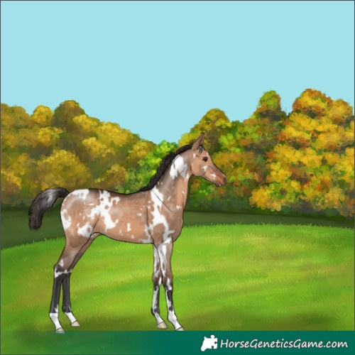 Horse Color:White Spotted Bay Dun 