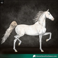 Horse Color:Perlino Sabino  and Perlino Sabino Splash 