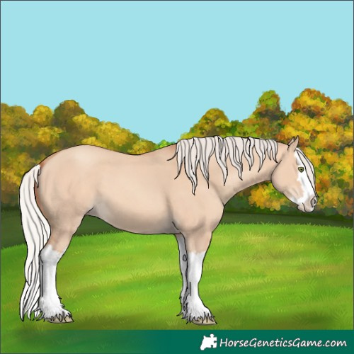 Horse Color:Silver Amber Champagne Dun Splash 