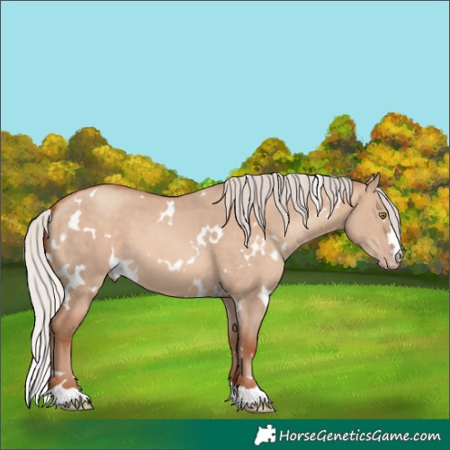 Horse Color:White Spotted Silver Sable Champagne Dun 