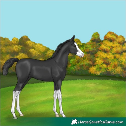 Horse Color:Black Splash 