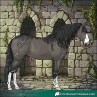 Horse Color:Grullo 