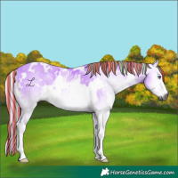 Horse Color:Gray Painted White Spotted Palomino Chinchilla Onyx 