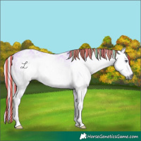 Horse Color:Gray Painted White Spotted Palomino Chinchilla Onyx