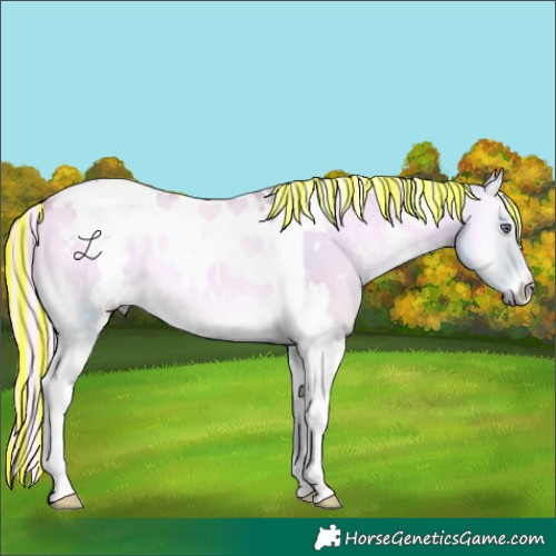Horse Color:Painted Watercolor White Spotted Palomino Chinchilla Onyx Tobiano 