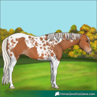 Horse Color:Silver Bay Tobiano
