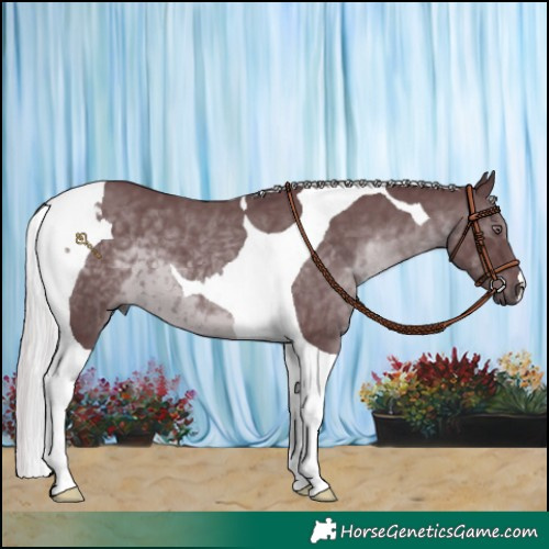 Horse Color:Chocolate Silver Black Chinchilla Tobiano 