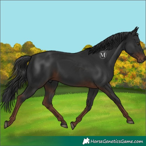 Horse Color:Liver Chestnut 