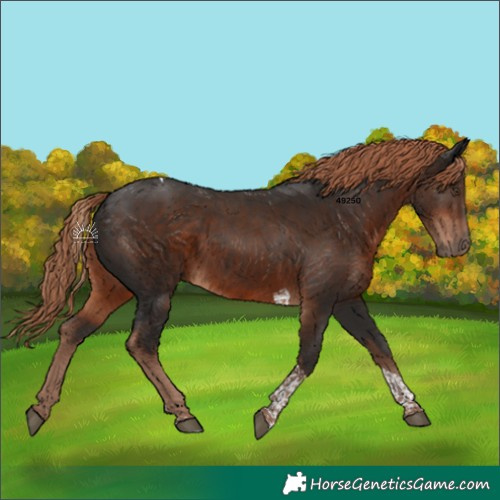 Horse Color:Liver Chestnut Tobiano 