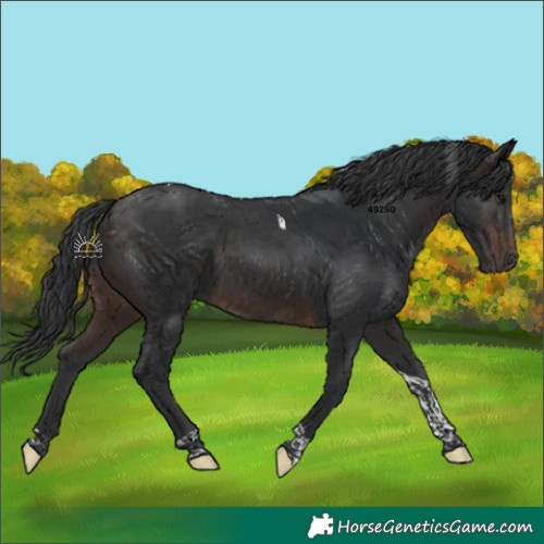 Horse Color:Brown Tobiano 