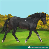 Horse Color:Brown Tobiano 