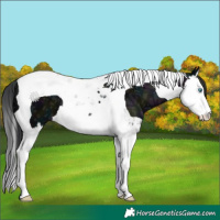 Horse Color:Midnight Black Ice Splash Tobiano 