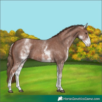 Horse Color:White Spotted Chestnut Sabino 