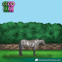 Horse Color:White Spotted Grullo Snowflake Varnish