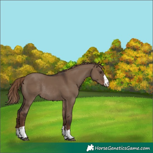 Horse Color:Liver Red Dun Rabicano 