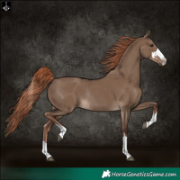 Horse Color:Liver Red Dun Rabicano 