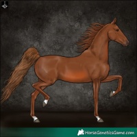 Horse Color:Chestnut 