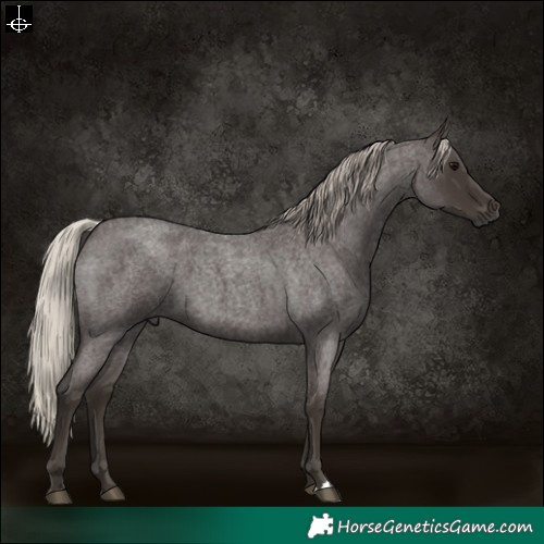 Horse Color:Gray Silver Blue Roan 