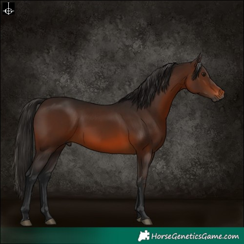 Horse Color:Gray Bay 
