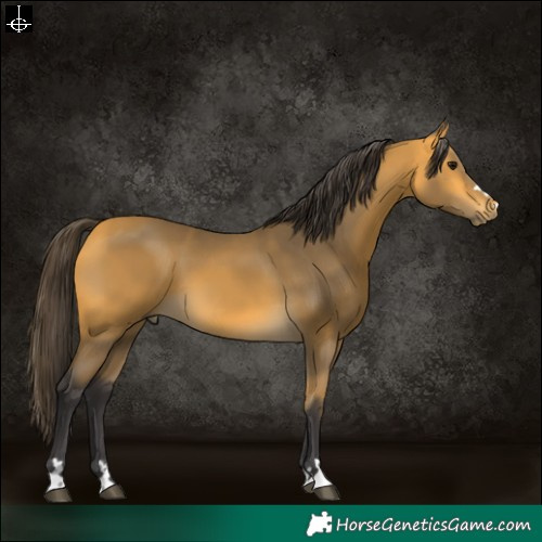 Horse Color:Buckskin 