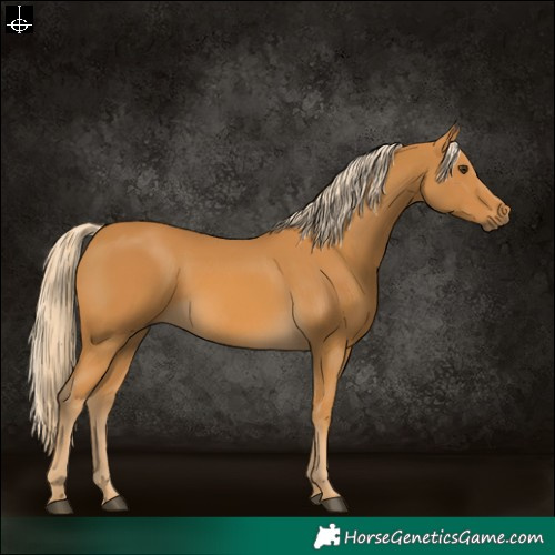 Horse Color:Palomino 