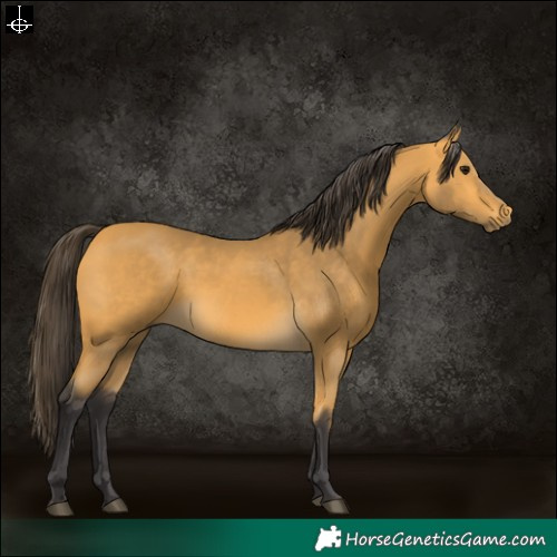 Horse Color:Buckskin 