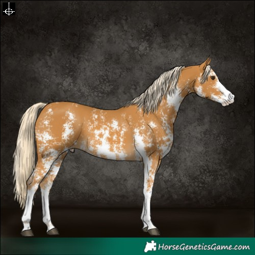 Horse Color:Palomino Sabino 