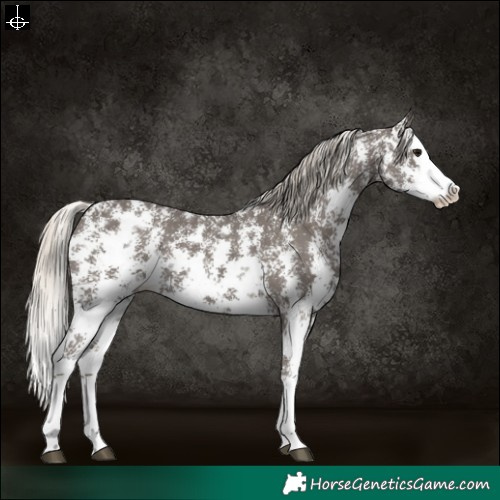 Horse Color:Silver Smoky Black Sabino Splash 