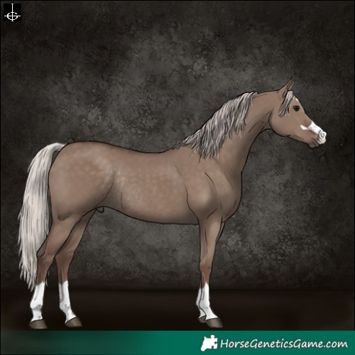 Horse Color:Silver Grullo Rabicano 