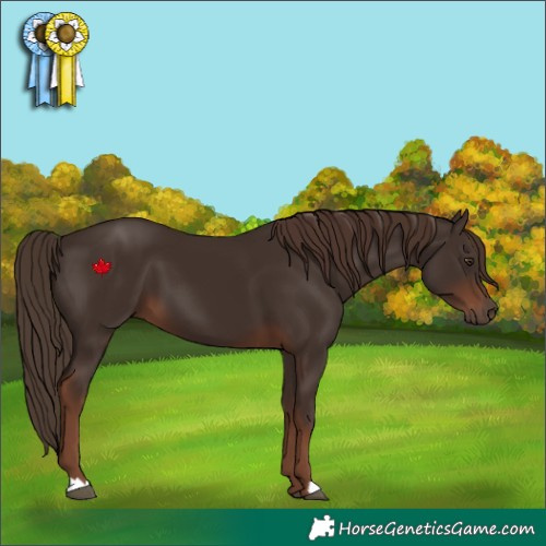 Horse Color:Liver Chestnut 