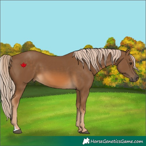 Horse Color:Chocolate Palomino 