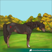 Horse Color:Liver Chestnut 