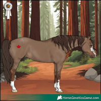 Horse Color:Liver Red Dun 