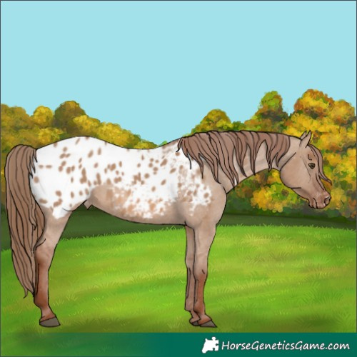 Horse Color:Red Dun Appaloosa 