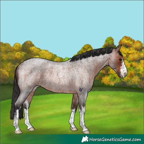 Horse Color:White Spotted Bay Roan Rabicano 