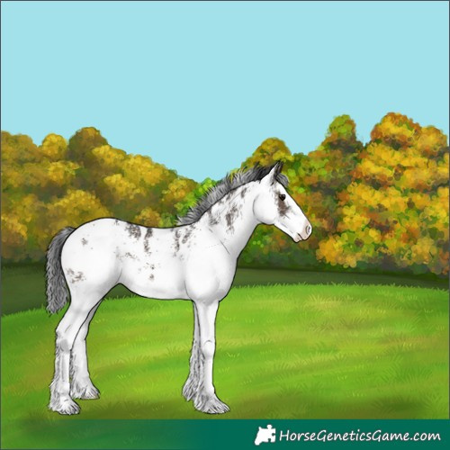 Horse Color:White Spotted Brown Dun Splash Appaloosa 