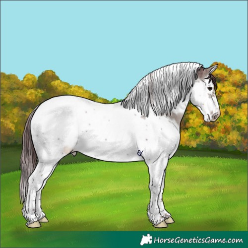 Horse Color:Platinum Chocolate Grullo Roan Splash Tobiano Frame Appaloosa 