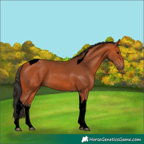 Horse Color:Void Bay Tobiano 