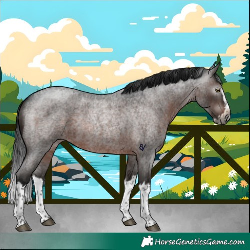 Horse Color:Gray Brown Roan Splash Rabicano 