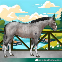 Horse Color:Gray Brown Roan Splash Rabicano 