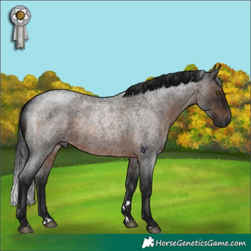 Horse Color:Gray Brown Roan Rabicano 