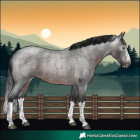 Horse Color:Gray Brown Roan Splash Rabicano 