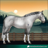 Horse Color:Gray Brown Roan Splash Rabicano 