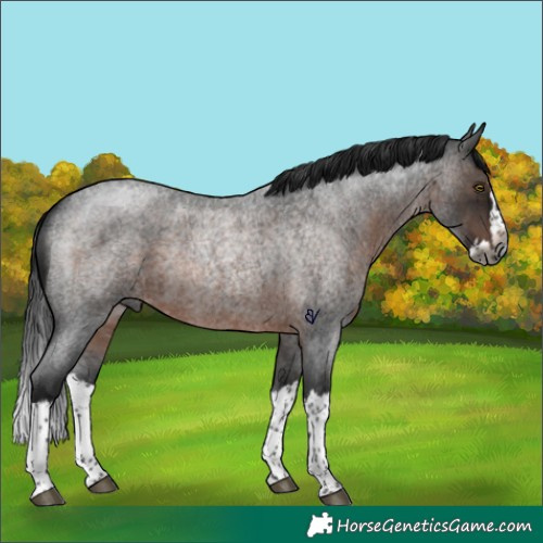 Horse Color:Gray Brown Roan Splash Rabicano 