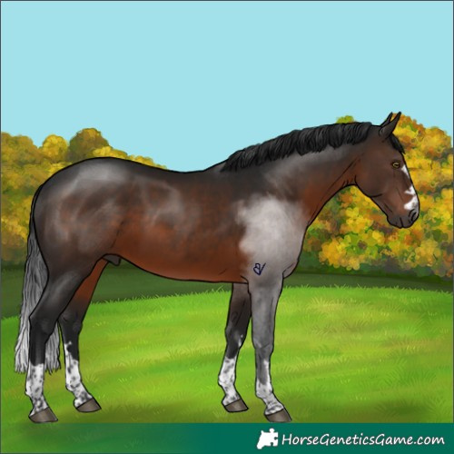 Horse Color:Gray Brown Rabicano 