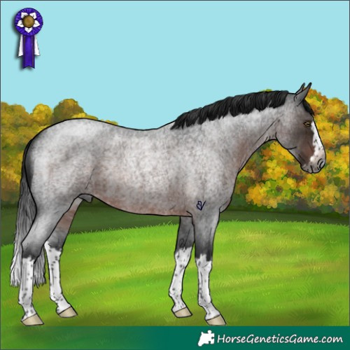 Horse Color:Gray Brown Roan Splash Rabicano 