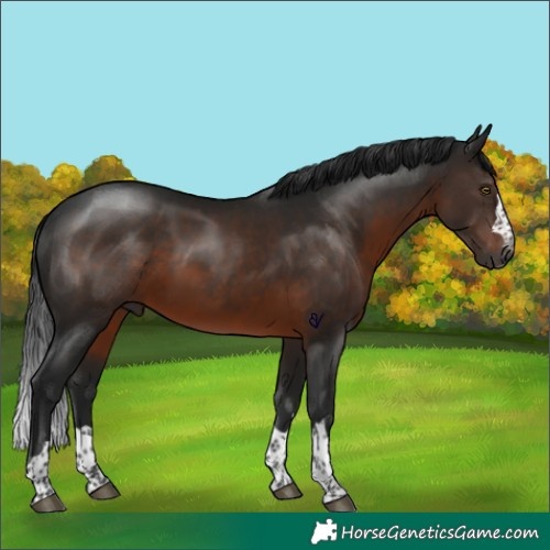Horse Color:Gray Brown Rabicano 