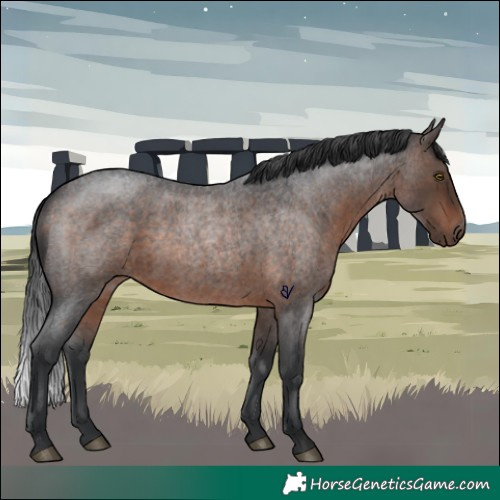 Horse Color:Brown Roan Rabicano 