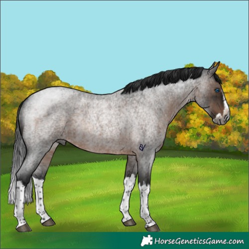 Horse Color:Gray Brown Roan Splash Rabicano 